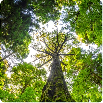 Forest canopies